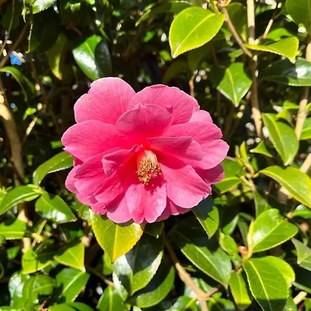 Camellia